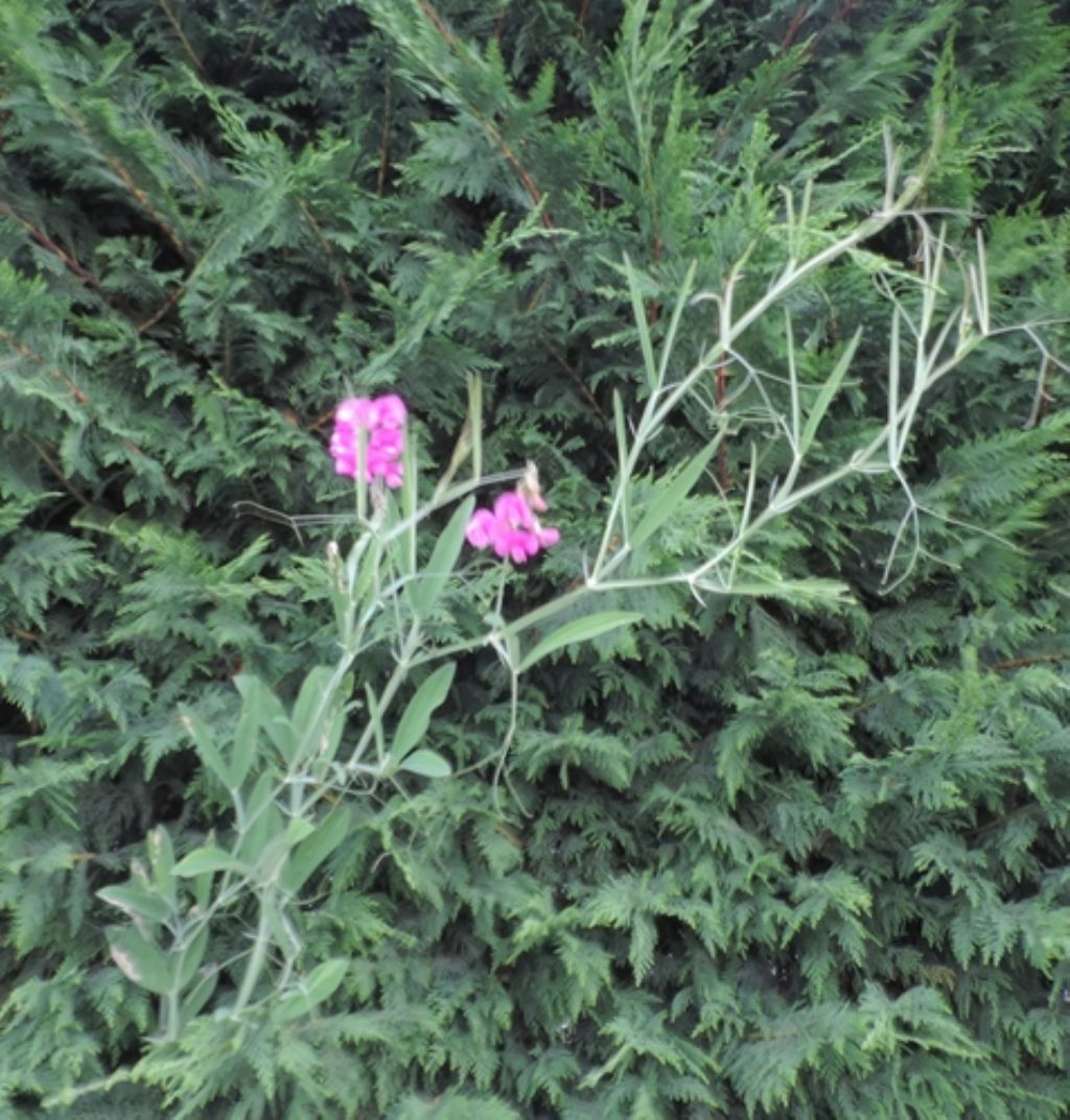 rampicante: Lathyrus sp. (Fabaceae)